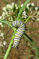 caterpiller